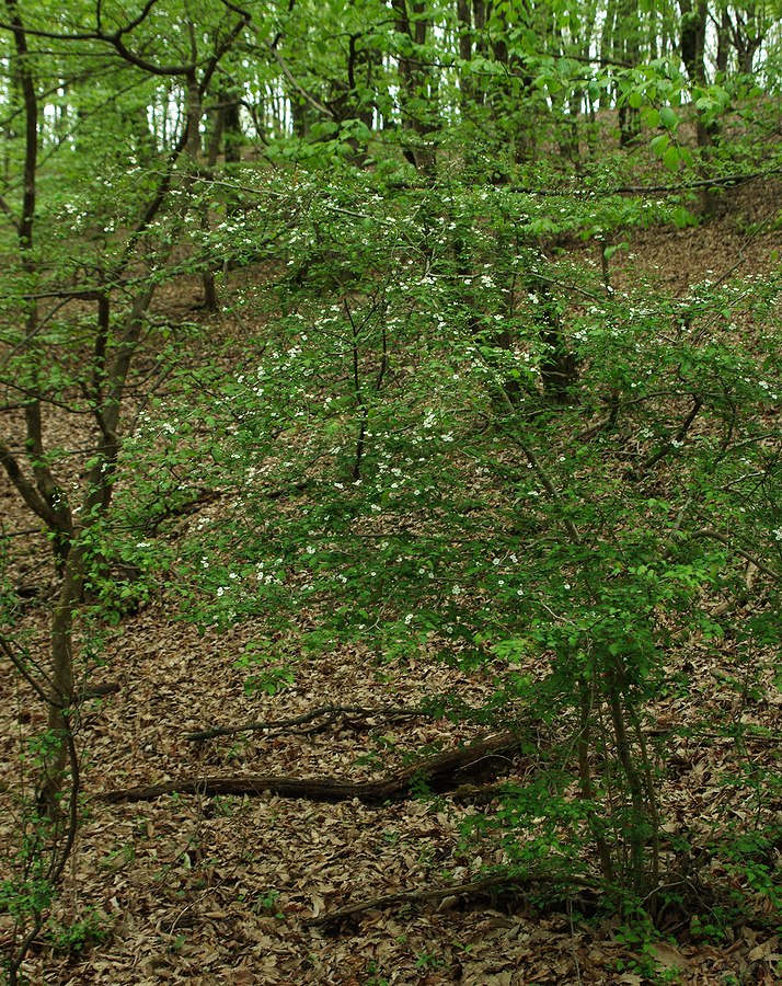 Image of Crataegus microphylla specimen.