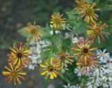 Helenium autumnale