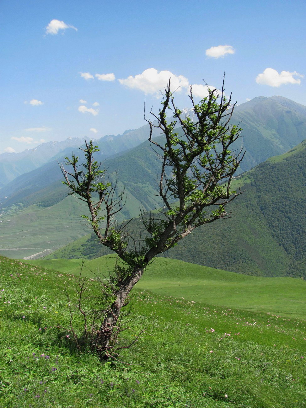 Изображение особи Pyrus caucasica.