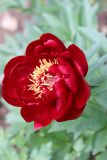 Paeonia lactiflora