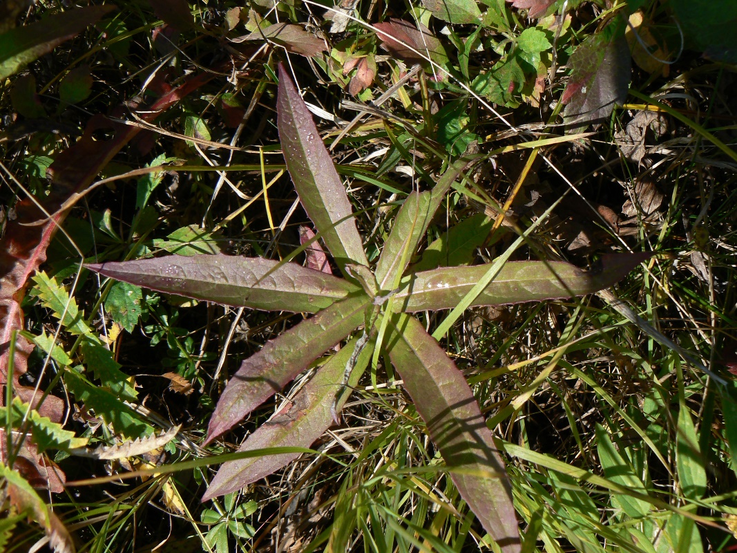 Изображение особи Lactuca sibirica.