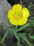 Ranunculus propinquus. Верхушка цветущего растения. Полярный Урал, седловина перевала с оз. Естото в верховья р. Большая Пайпудына. 01.08.2010.