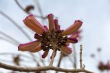 Tabebuia impetiginosa