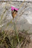 Dianthus ruprechtii. Верхушка побега с соцветием. Кабардино-Балкария, Черекский р-н, Кабардино-Балкарский высокогорный заповедник, Черек-Безенгийское ущелье, ≈ 1600 м н.у.м., левый берег реки Черек-Хуламский. 18.08.2021.