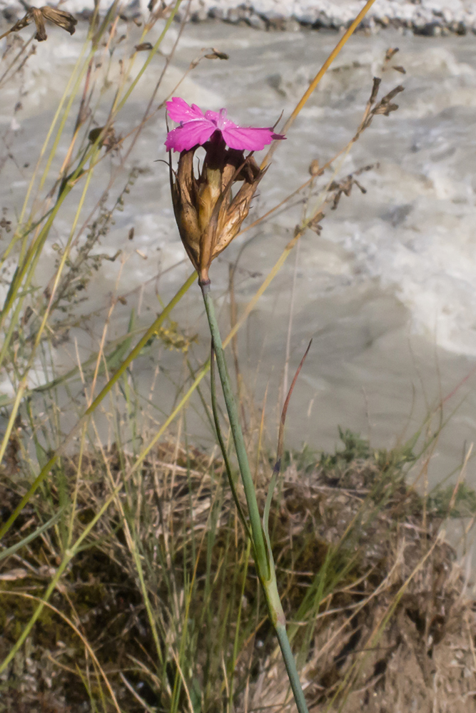 Image of Dianthus ruprechtii specimen.