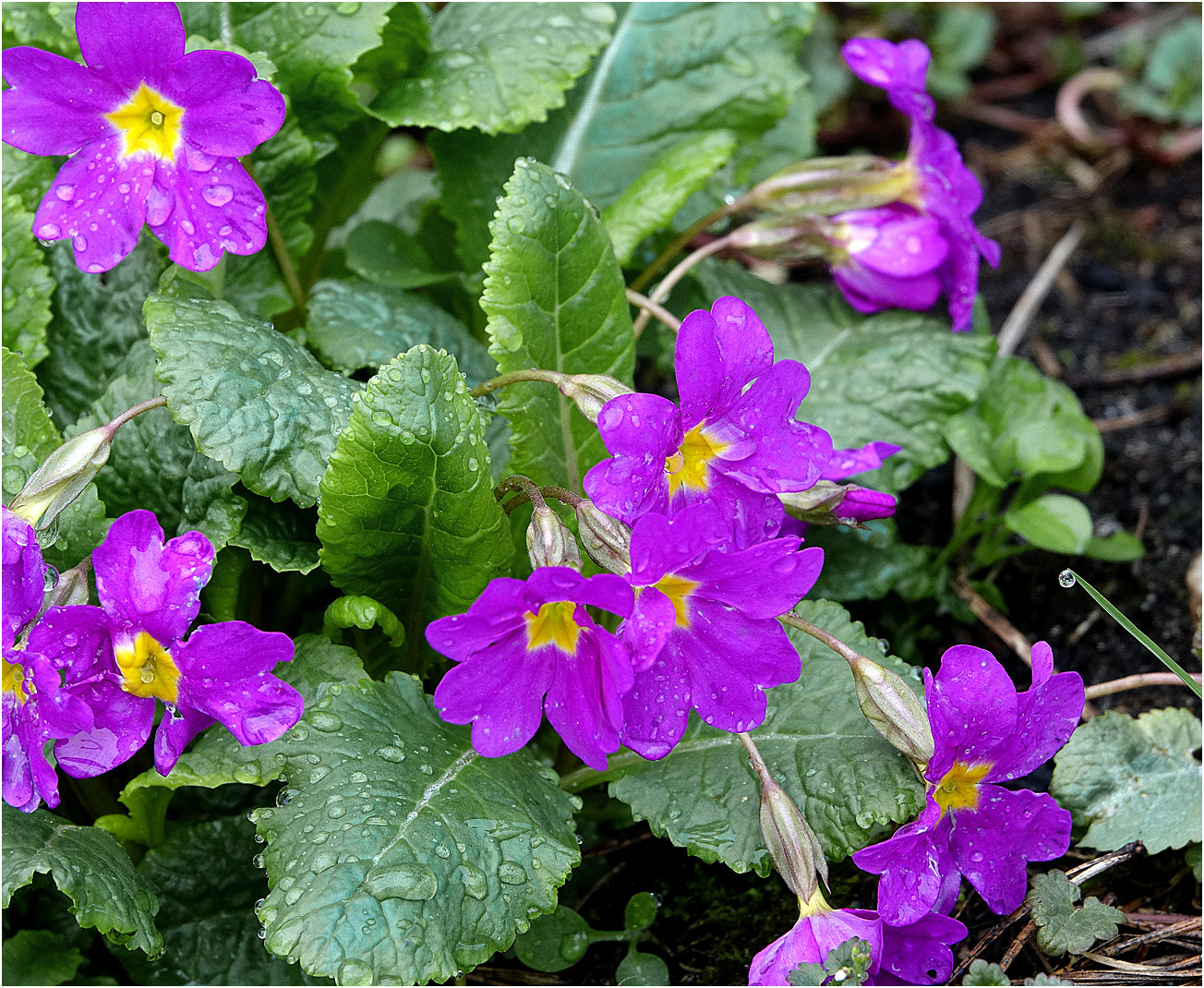 Image of Primula vulgaris specimen.