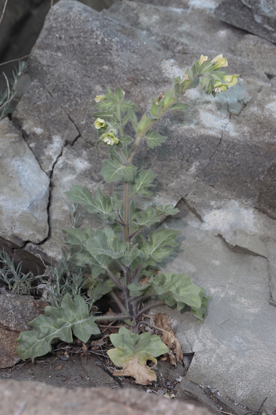 Image of Hyoscyamus albus specimen.