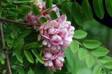 Robinia × longiloba