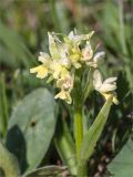 Dactylorhiza romana подвид georgica. Соцветие. Абхазия, Гагрский р-н, гора Мамдзышха, выс. 1810 м н.у.м., альпийский луг. 15.05.2021.