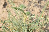 Astragalus turbinatus