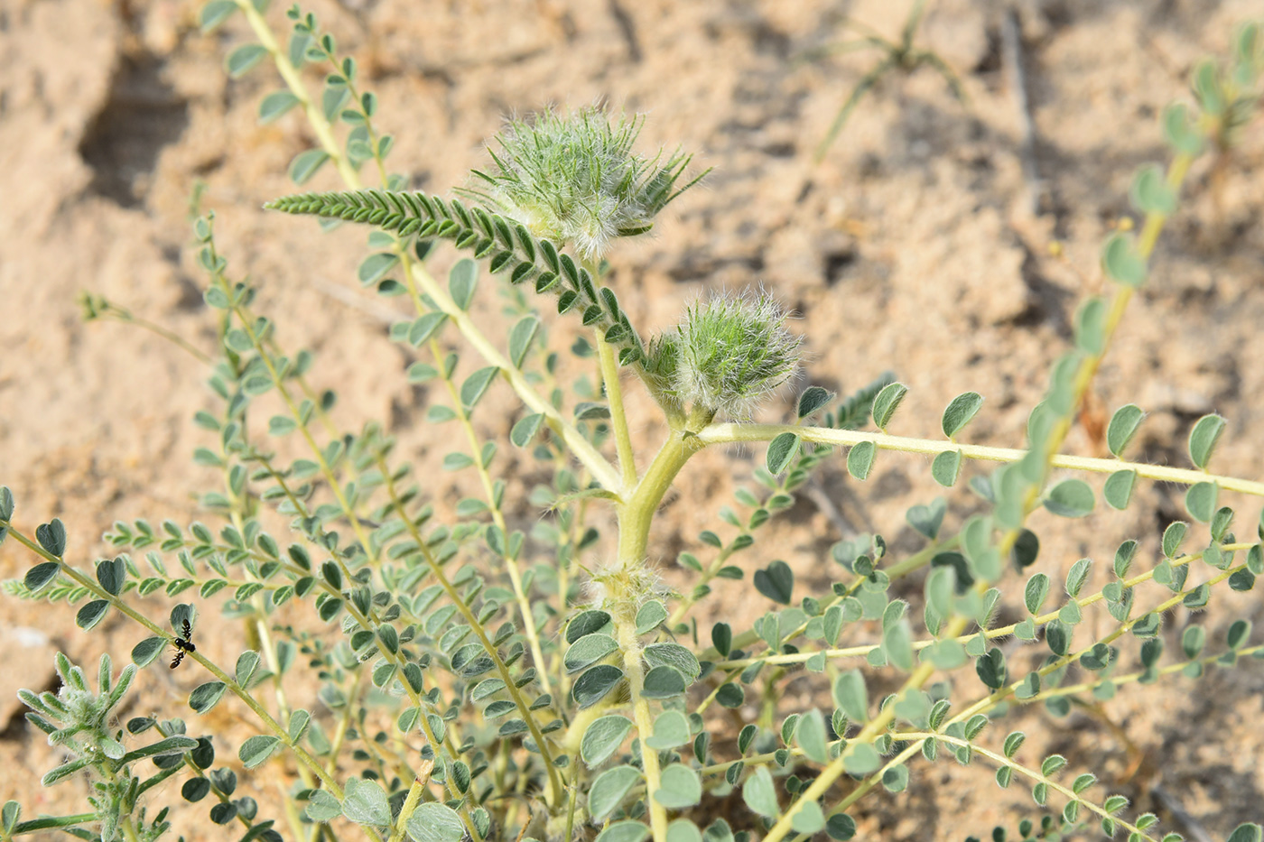 Изображение особи Astragalus turbinatus.