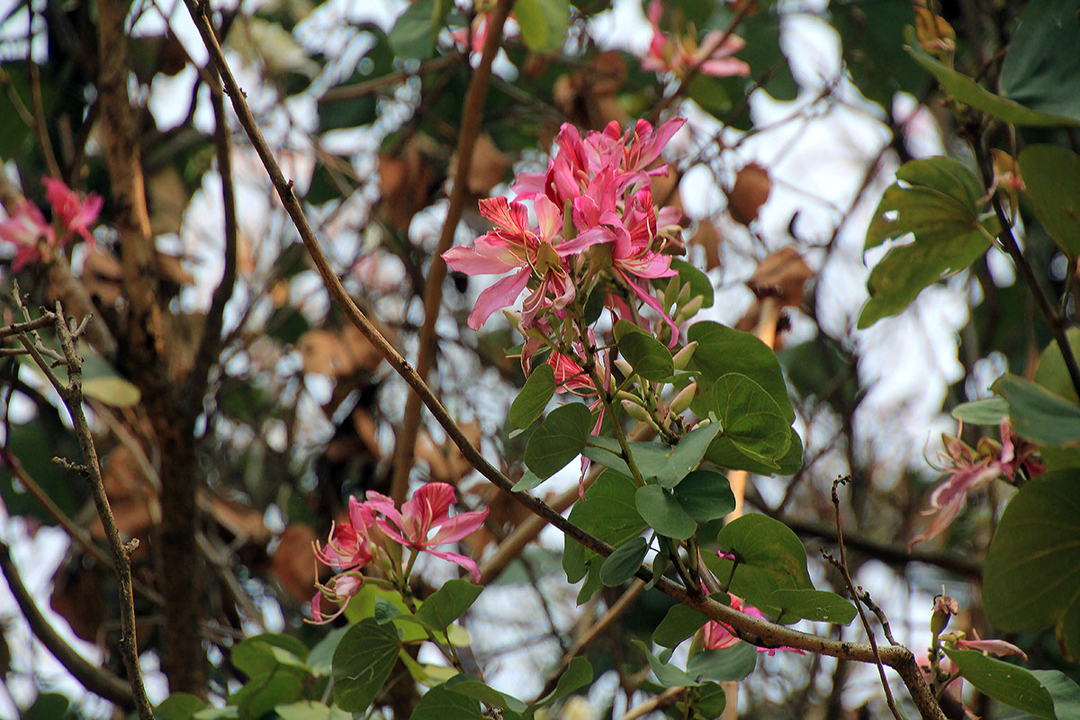 Image of genus Bauhinia specimen.