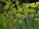 Anethum graveolens