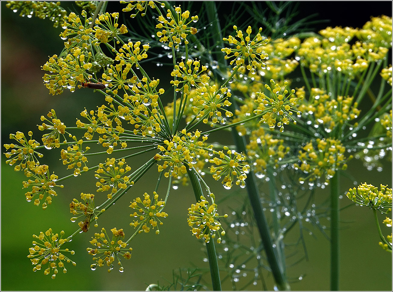 Изображение особи Anethum graveolens.