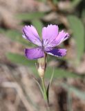 Dianthus versicolor. Цветок. Алтай, Кош-Агачский р-н, 5 км ЮВ с. Чаган-Узун, долина р. Тыдтуярык, каменистое дно балки. 23 июня 2022 г.