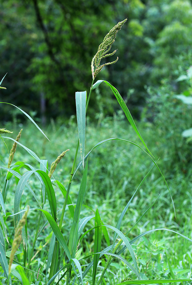 Image of Echinochloa crus-galli specimen.