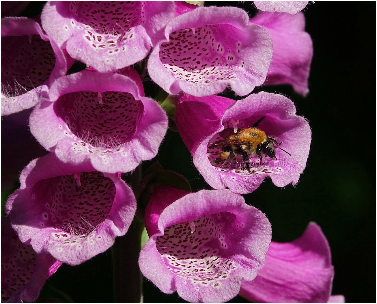 Image of Digitalis purpurea specimen.
