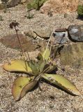 род Kalanchoe