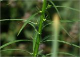 Conyza canadensis