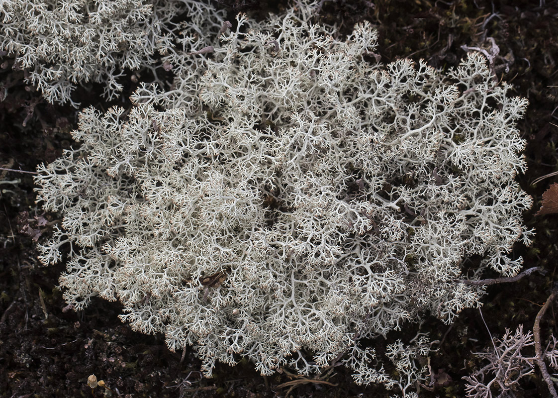 Изображение особи Cladonia rangiferina.