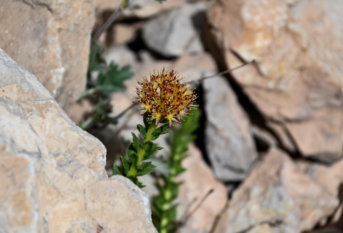 Image of Rhodiola heterodonta specimen.