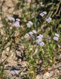 Valerianella coronata. Верхушки побегов с соцветиями. Крым, Караларский природный парк, окр. бухты Коровья, окраина песчаного пляжа. 07.05.2021.