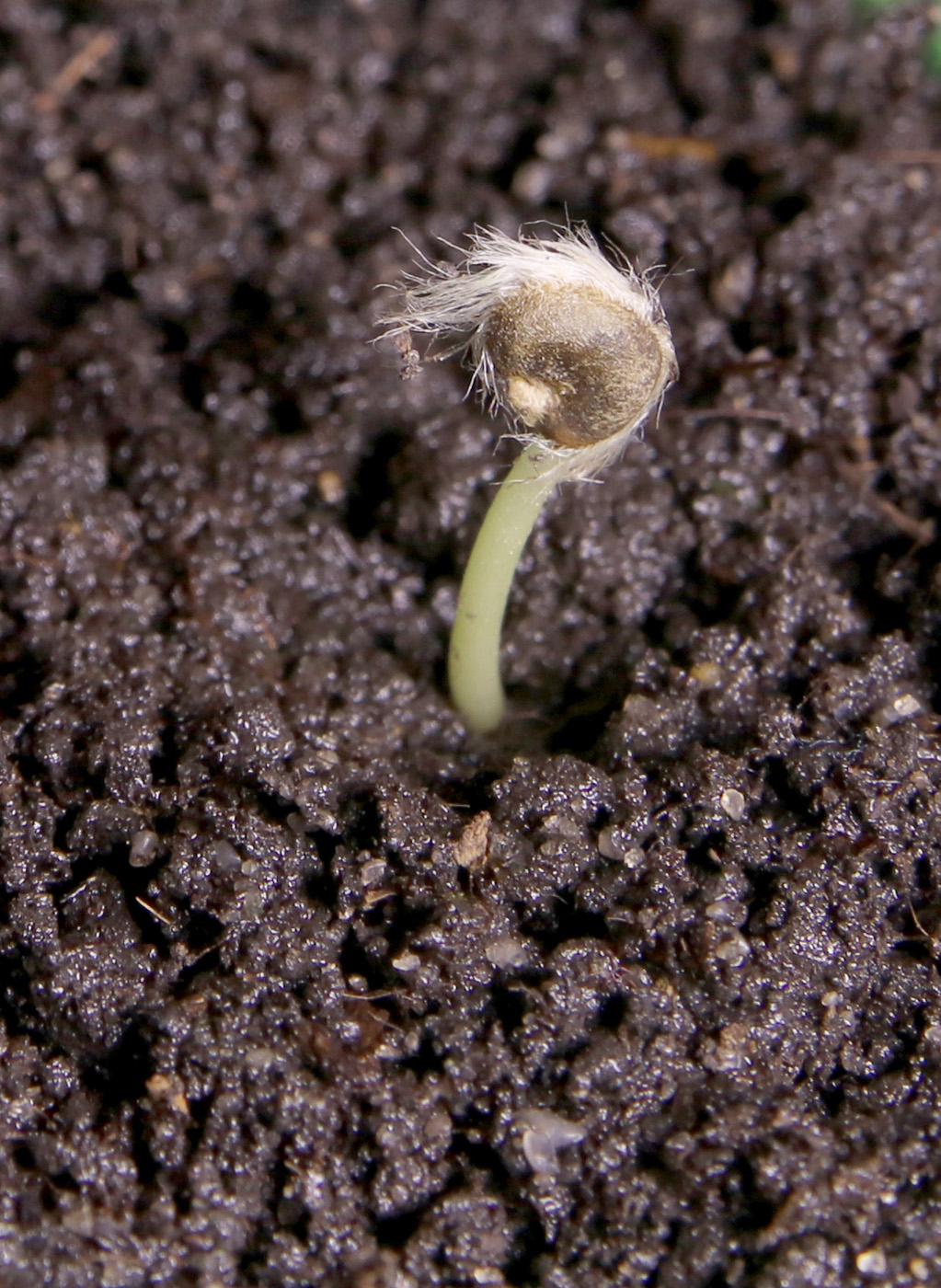 Image of Hibiscus syriacus specimen.