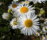 Erigeron annuus. Соцветия. Чувашия, окр. г. Шумерля, Кумашкинский заказник, Соколова поляна. 5 июля 2005 г.