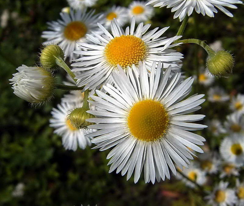 Image of Erigeron annuus specimen.