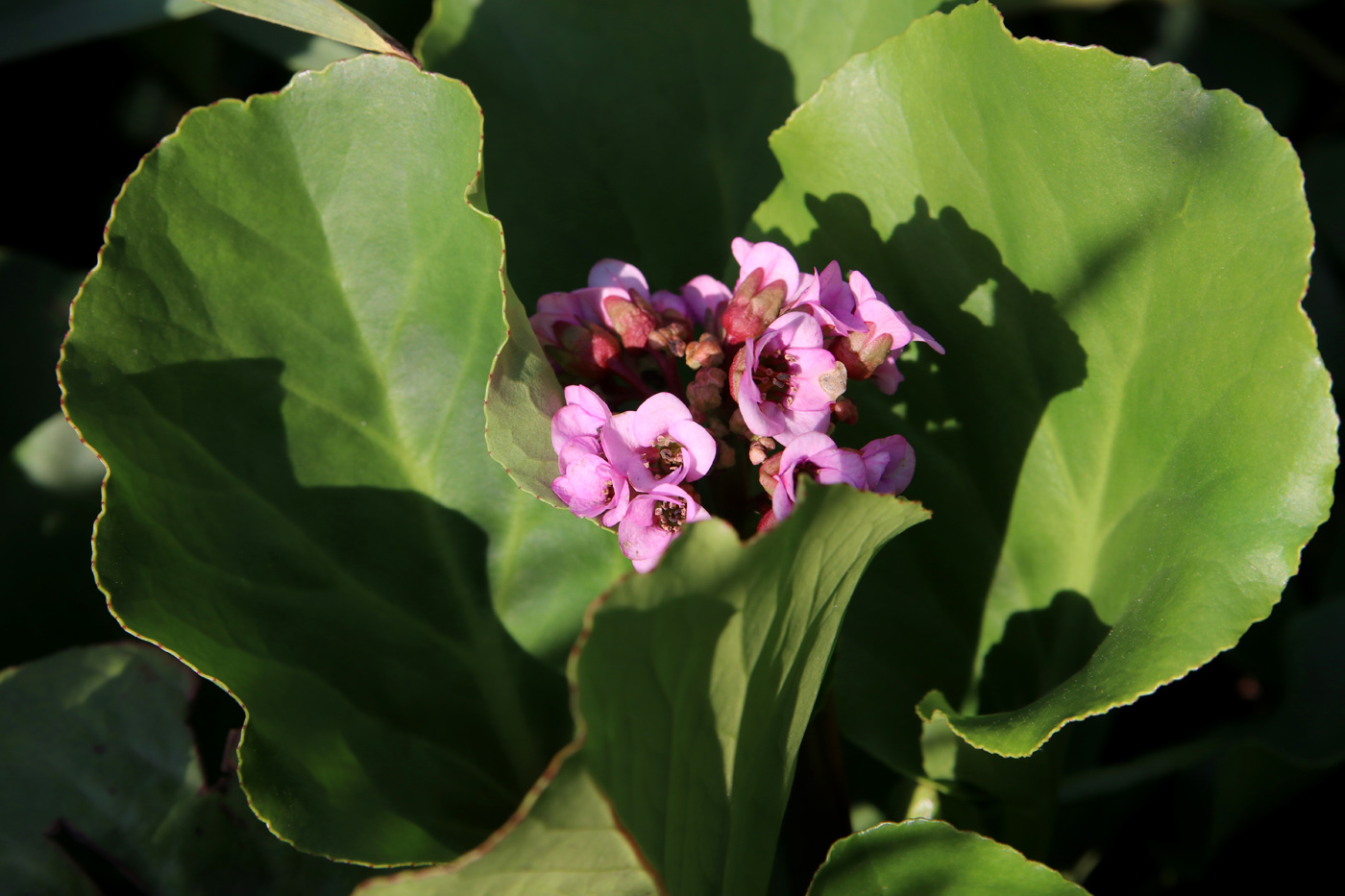 Image of Bergenia crassifolia specimen.