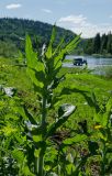 Cirsium heterophyllum. Верхушка вегетирующего побега; видна абаксиальная поверхность листьев. Пермский край, Александровский муниципальный округ, пос. Камень, дол. р. Яйва, склон береговой террасы. 13 июня 2022 г.