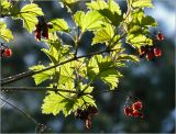 Viburnum opulus
