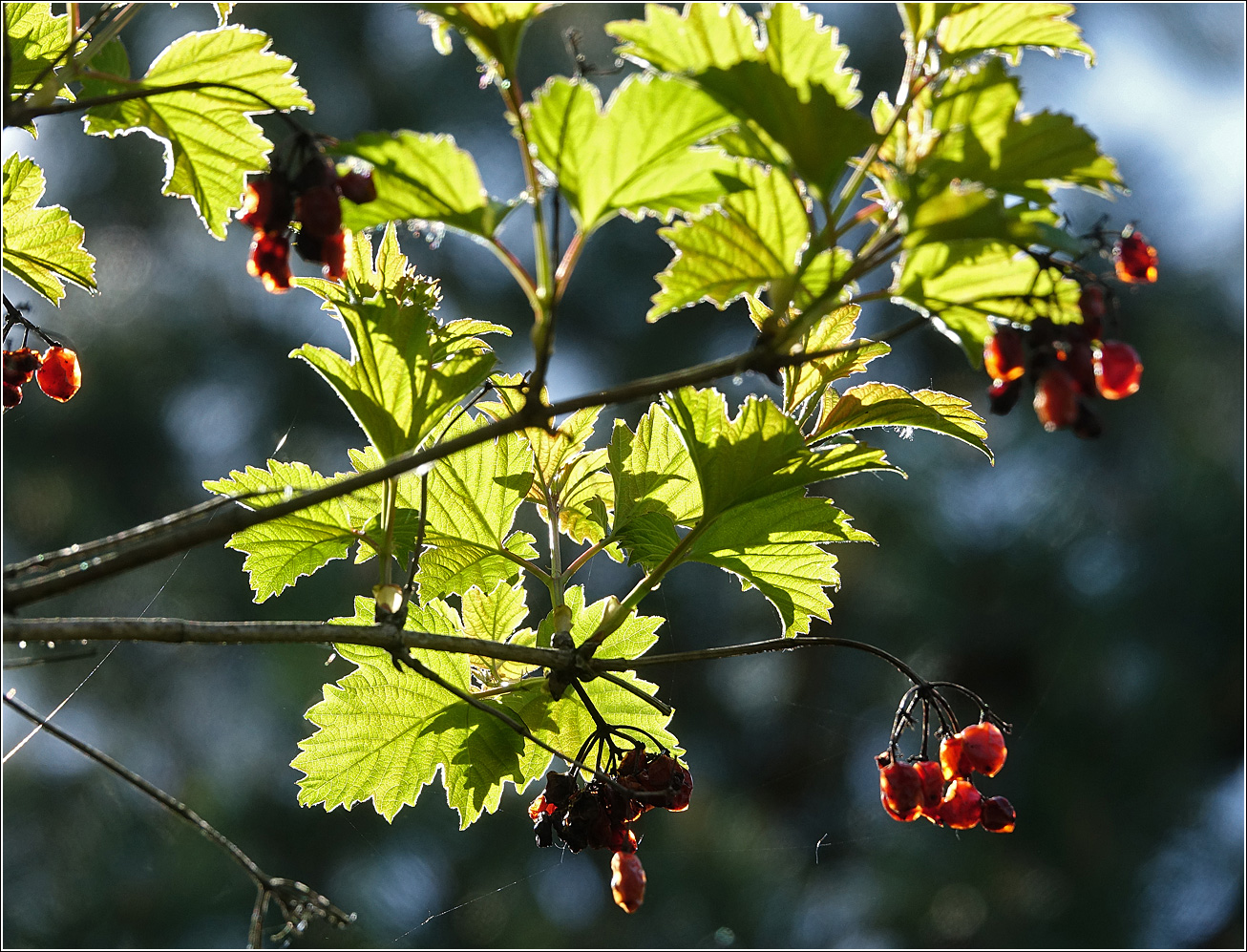 Image of Viburnum opulus specimen.