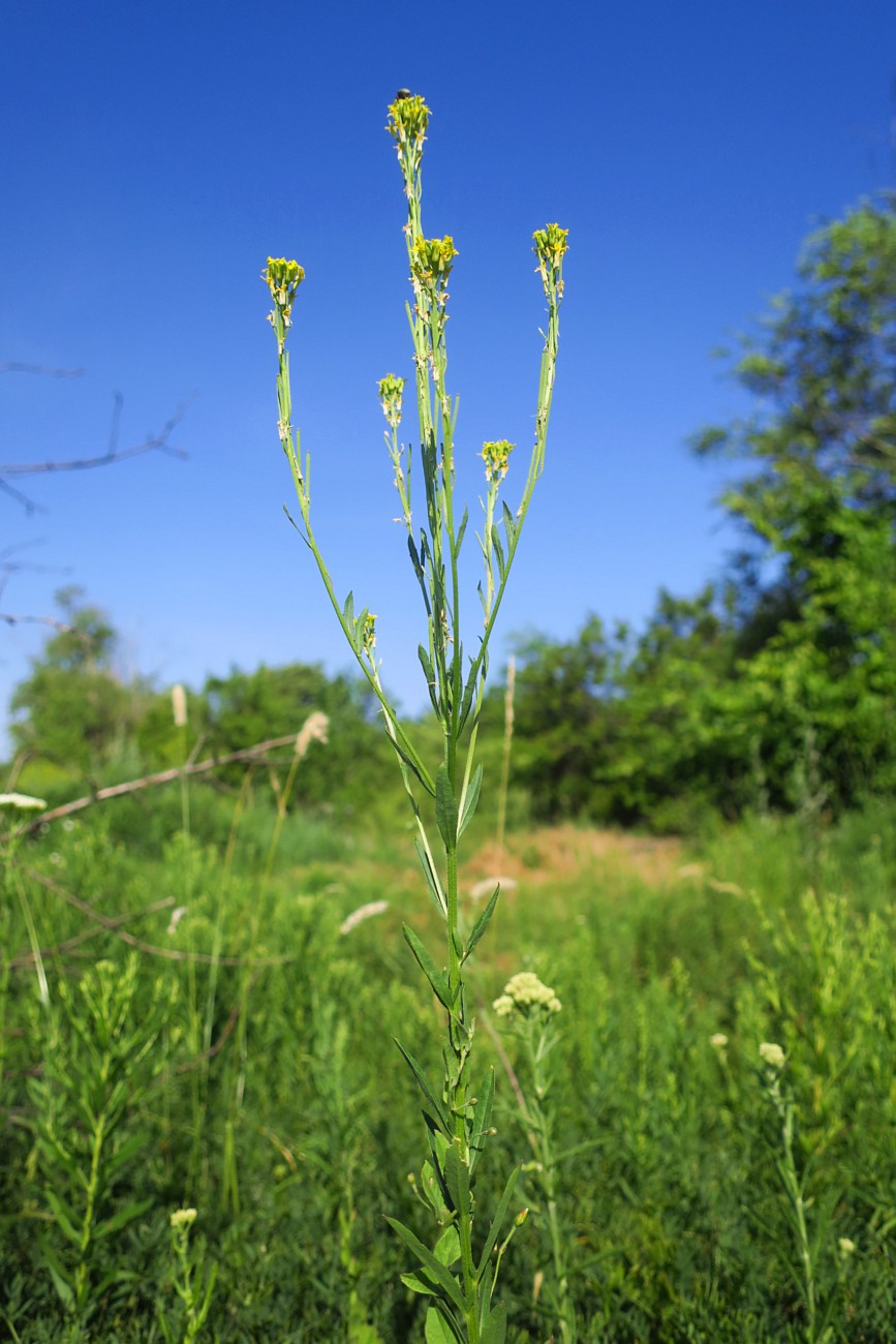 Image of Erysimum hieraciifolium specimen.