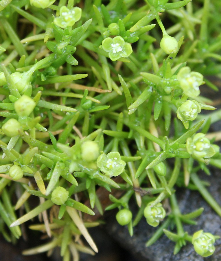 Изображение особи Sagina procumbens.