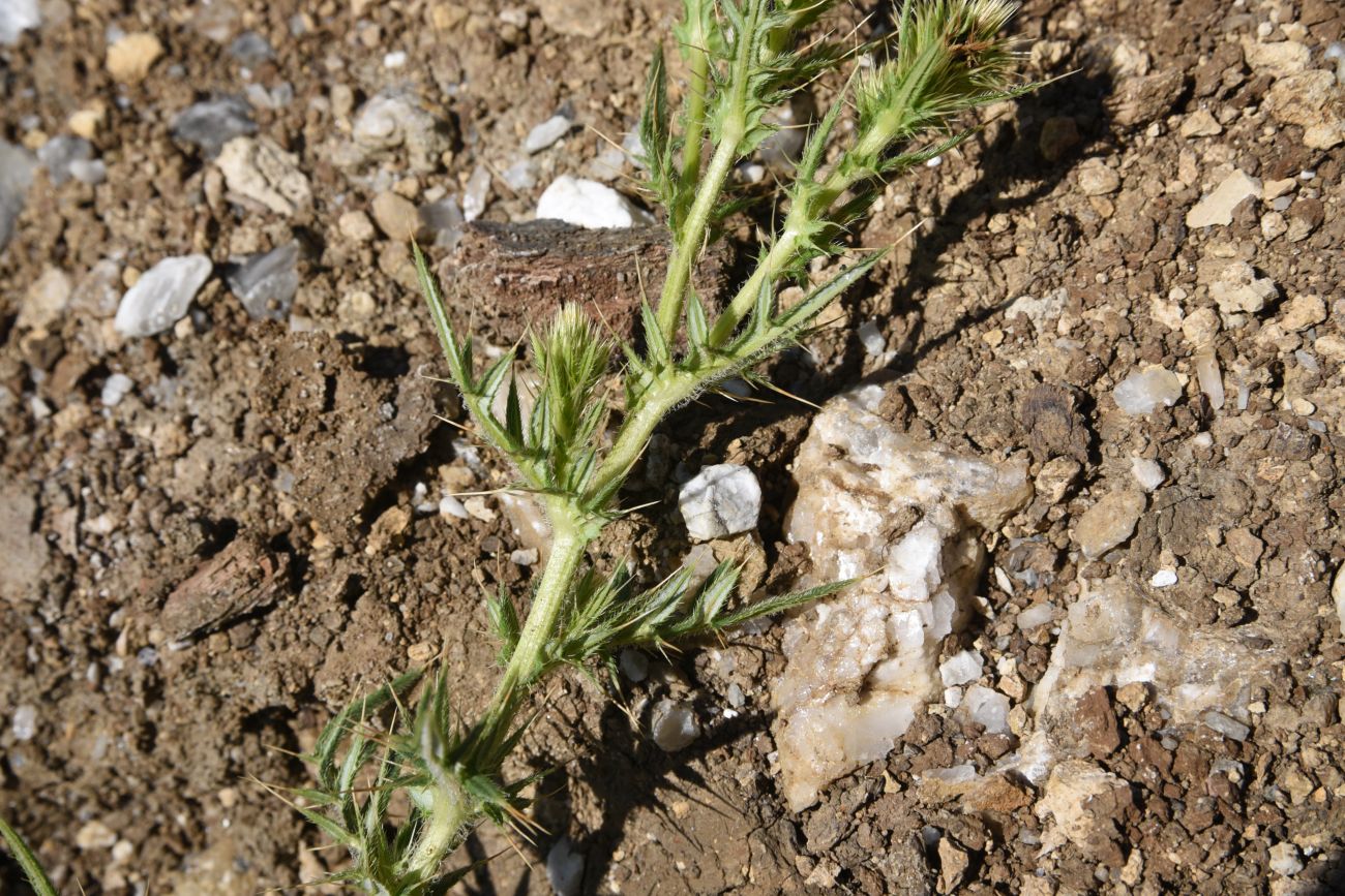 Image of genus Cirsium specimen.