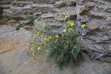 Youngia tenuifolia