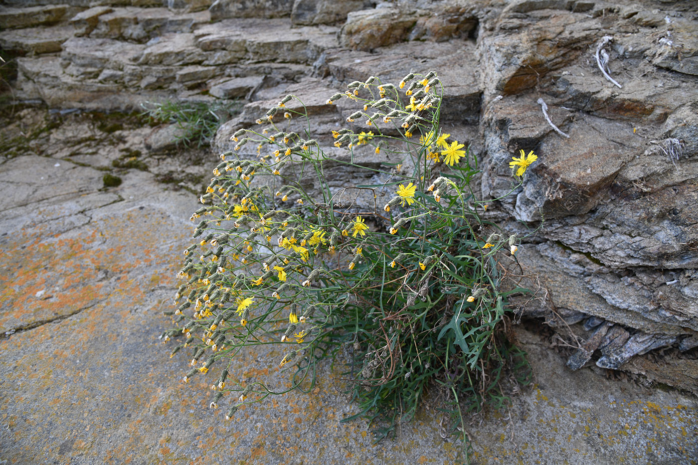 Изображение особи Youngia tenuifolia.