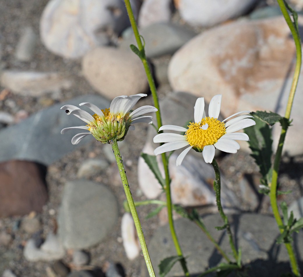 Изображение особи Leucanthemum vulgare.