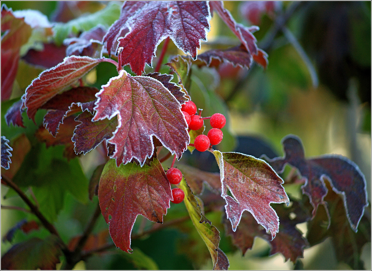 Image of Viburnum opulus specimen.