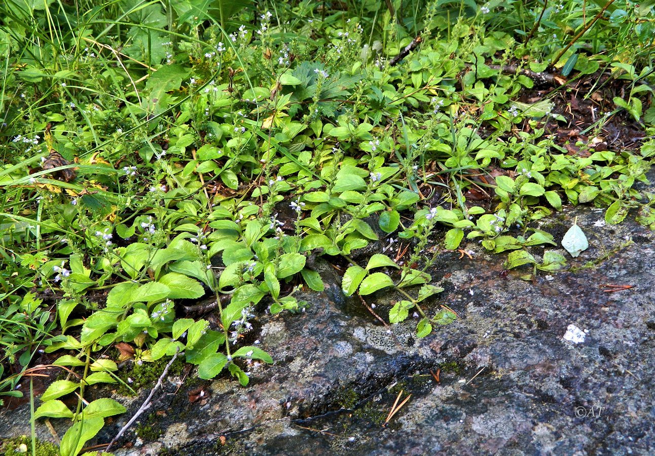 Image of Veronica officinalis specimen.