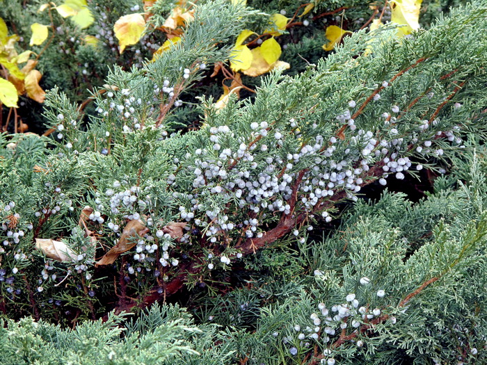 Изображение особи Juniperus sargentii.