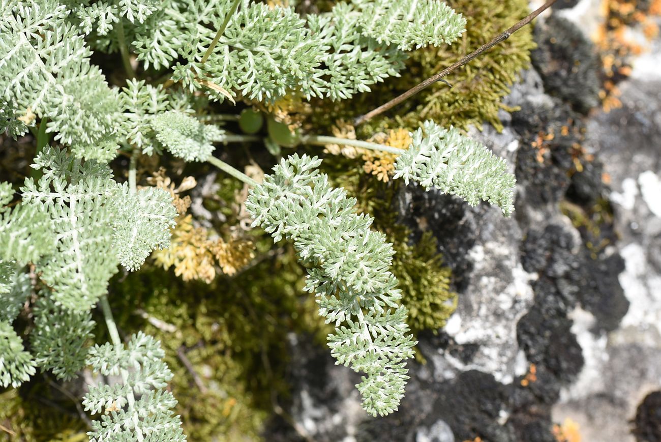Изображение особи Anthemis marschalliana ssp. pectinata.