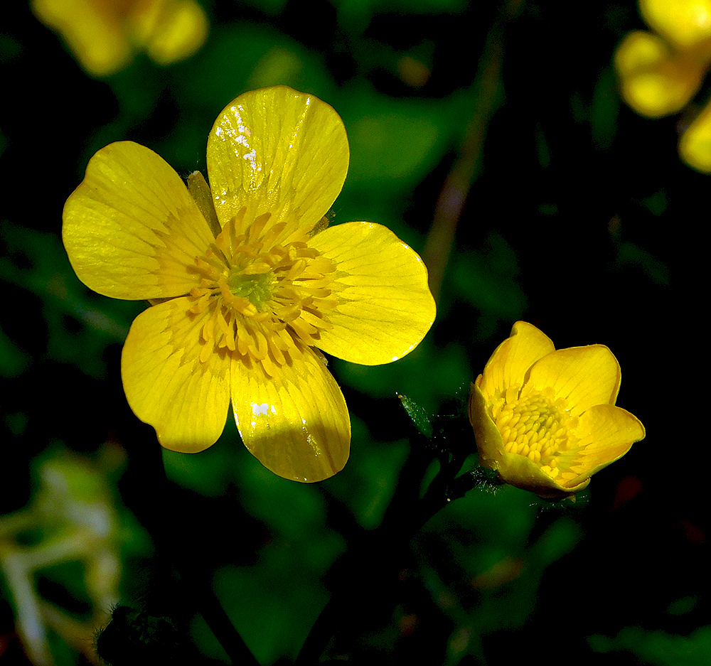 Изображение особи Ranunculus constantinopolitanus.