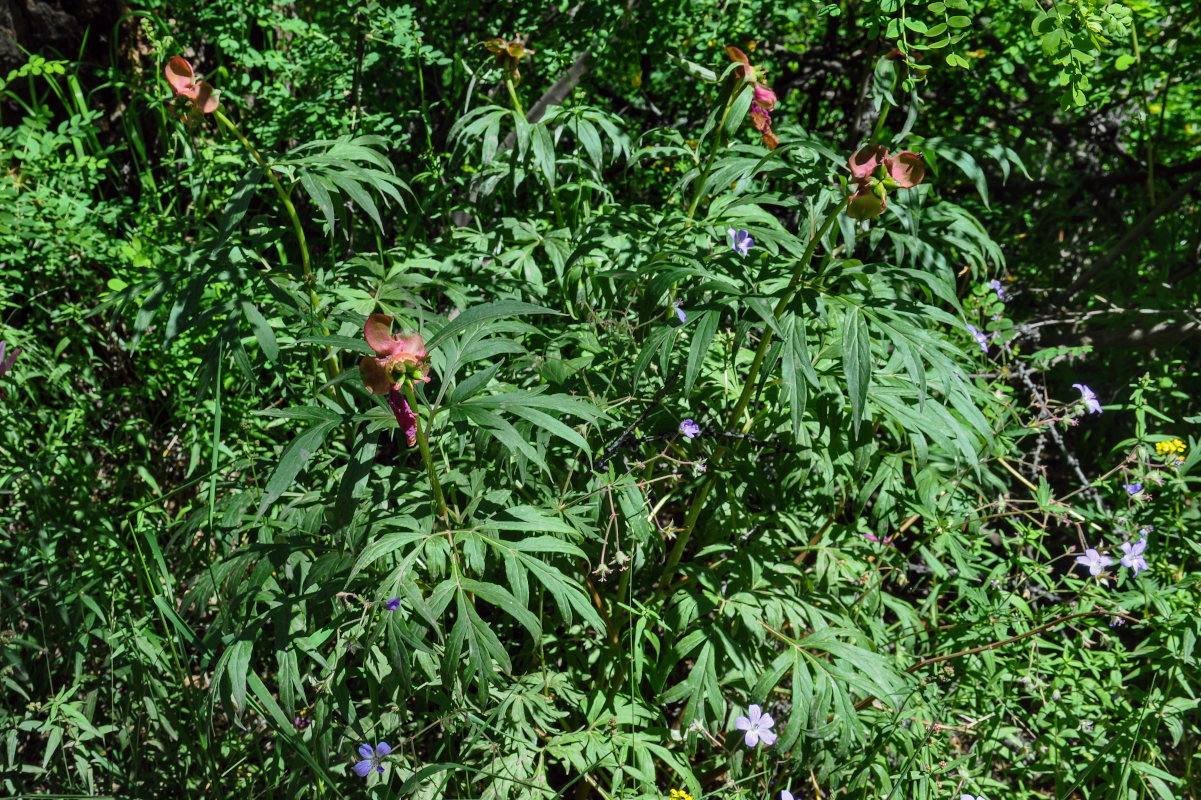 Image of Paeonia anomala specimen.