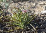 Tragopogon marginifolius. Отцветающее и плодоносящее растение. Казахстан, Мангистауская обл., Тупкараганский р-н, плато Тюб-Караган, песчано-глинистая пустыня. 08.06.2022.