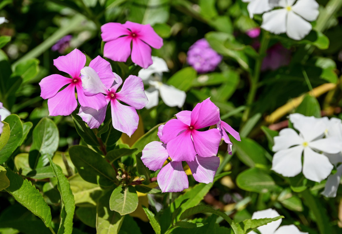 Изображение особи Catharanthus roseus.