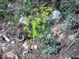 Euphorbia subcordata
