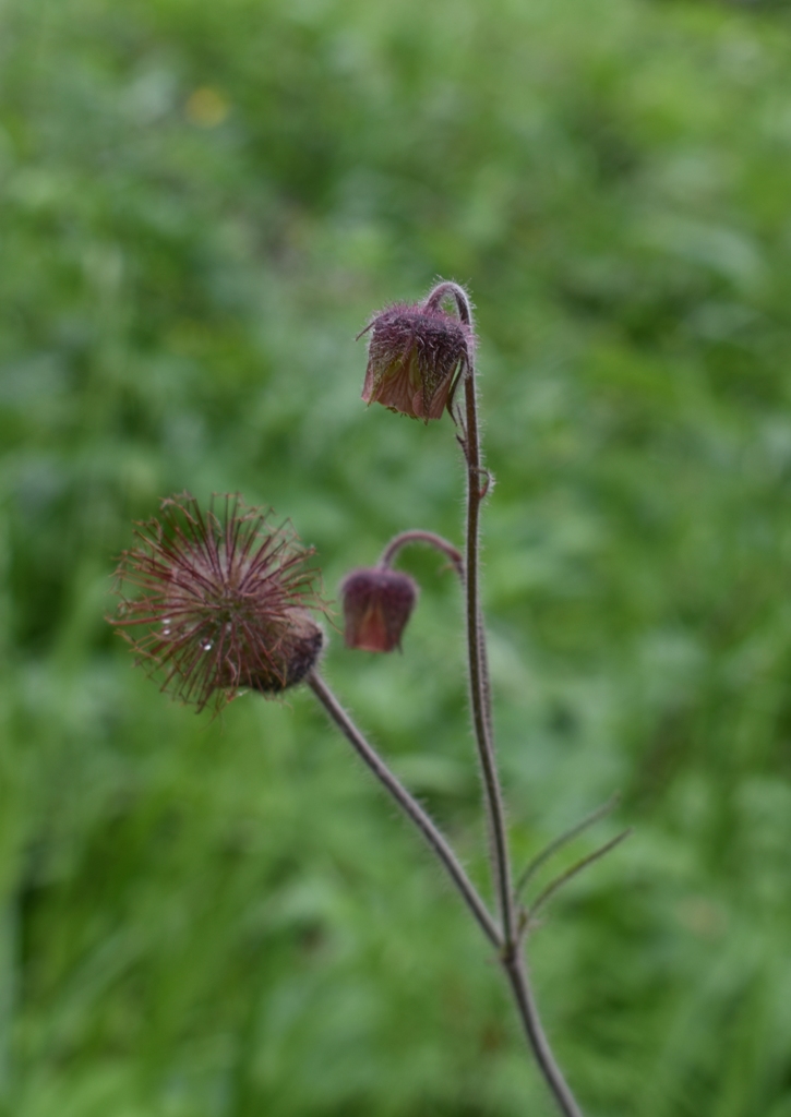 Изображение особи Geum rivale.