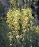 Linaria vulgaris. Соцветие с бутонами, цветками, плодами и питающимися жуками. Пермский край, г. Пермь, Кировский р-н, пустырь. 25.06.2023.